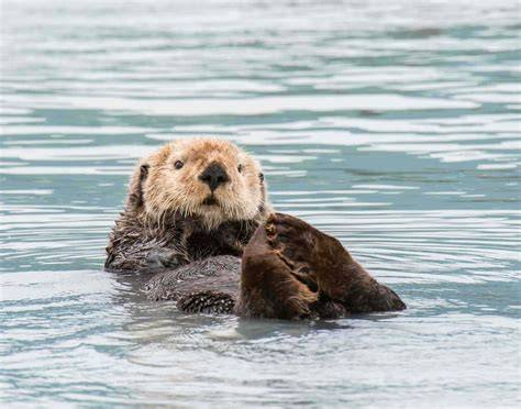Sea Otter Image