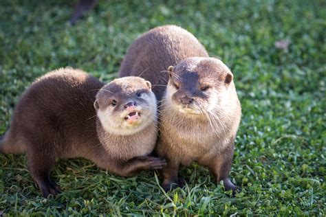 Sea Otters and Asian Short-Clawed Otters: The Compact Models