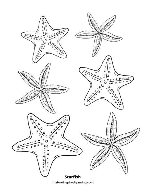 Sea Star Coloring Page