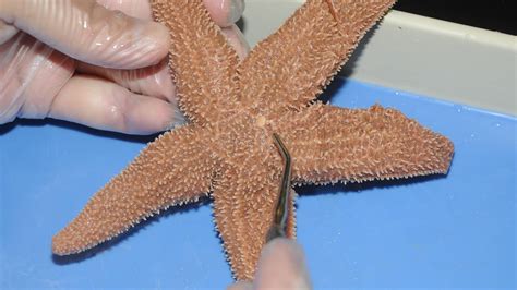 Sea Star Dissection Worksheet