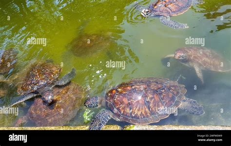 Sea Turtle Conservation Zanzibar