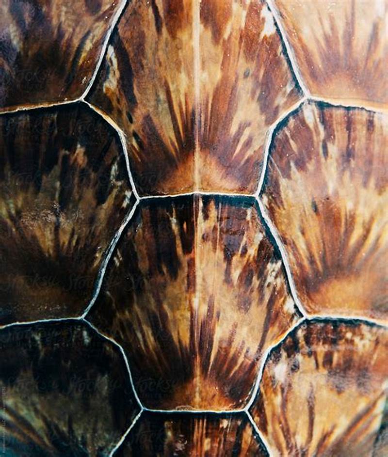 Sea Turtle Shell Pattern