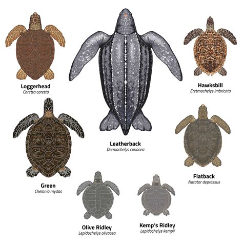 Sea Turtle Species