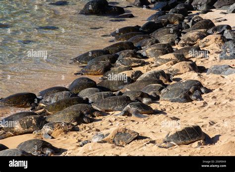 Sea Turtles Resting