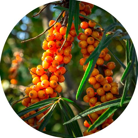 Seabuckthorn