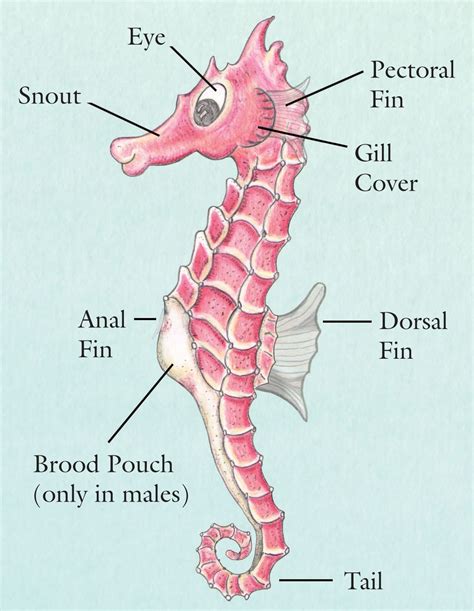 Seahorse Anatomy