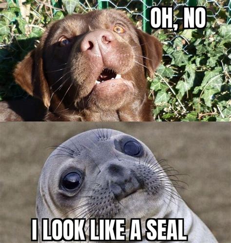 Seal Dog Meme