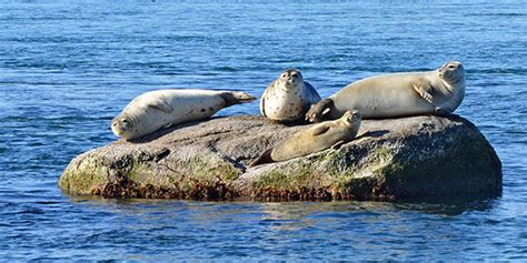 Seal Watching Tips