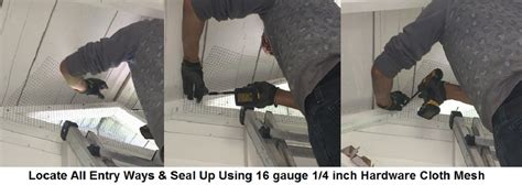 Sealing Entry Points (Exclusion is Key)