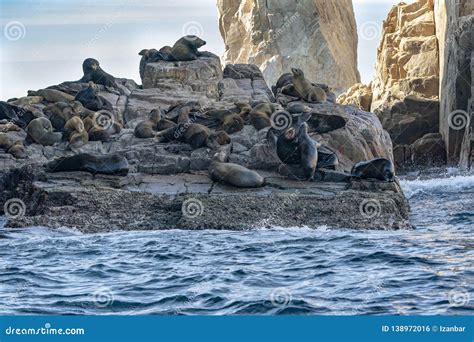 Seals Relaxing On Rocks