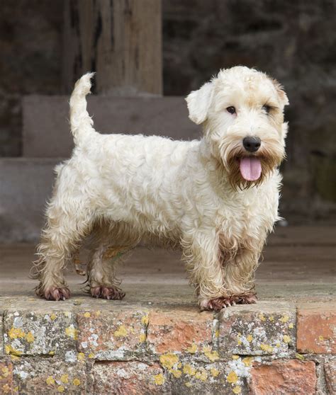 Sealyham Terrier Breed Guide Learn about the Sealyham Terrier
