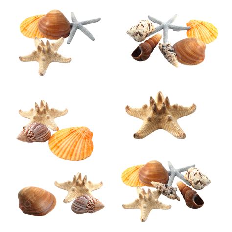 Seashells Set 3D PNG
