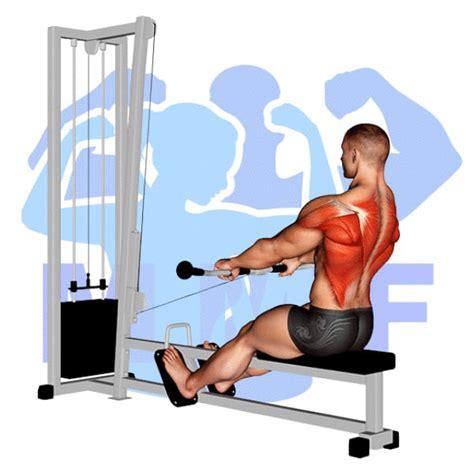 Seated Cable Rows