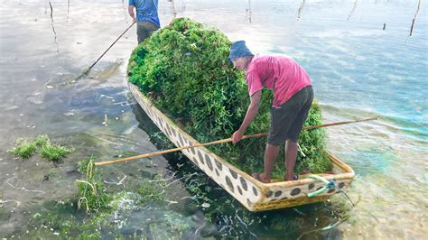 Seaweed Picking
