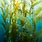 Seaweed in Water