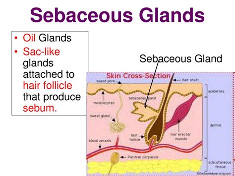 Sebaceous Glands: Function & Skin Health Benefits