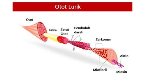 Sebutkan Ciri Dari Otot Lurik