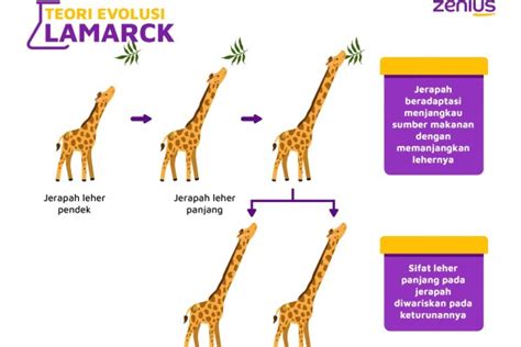 Sebutkan Contoh Teori Evolusi yang Dikemukakan Lamarck