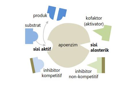 Sebutkan Komponen Enzim