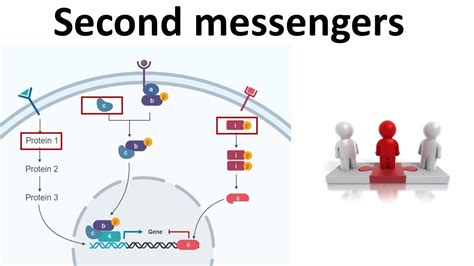 Understanding Secondary Messenger in Biology: Definition and Functions