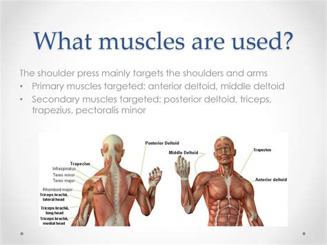 Secondary Muscles