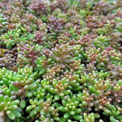 Sedum: Groundcover & Trailing Beauties