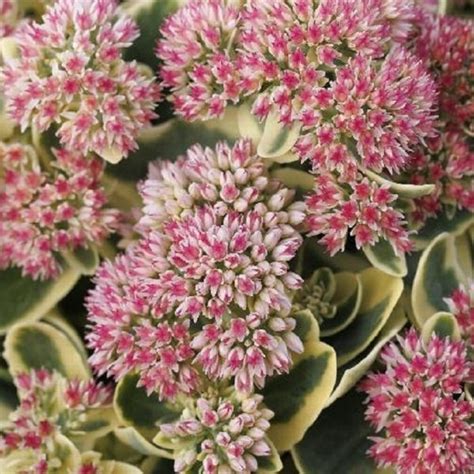 Sedum: Low-Maintenance Charm