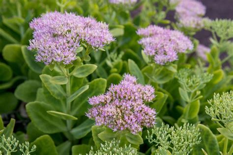 Sedum (Stonecrop)