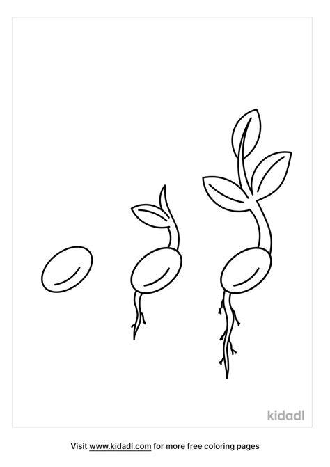 Seed Coloring Page