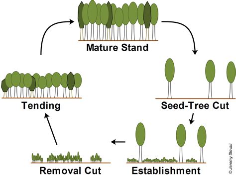 Unlocking the Secrets of Seed Tree Harvesting: A Comprehensive Definition