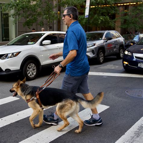 Seeing Eye Dog
