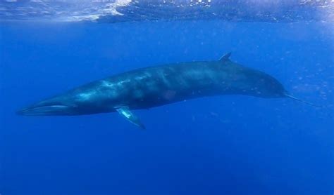 Sei whale