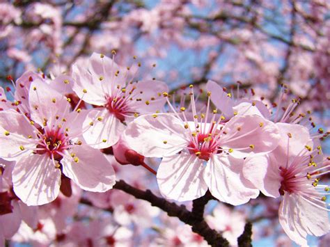 Sejarah Bunga Sakura di Jepang