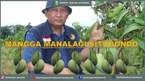 Sejarah Mangga Manalagi Situbondo