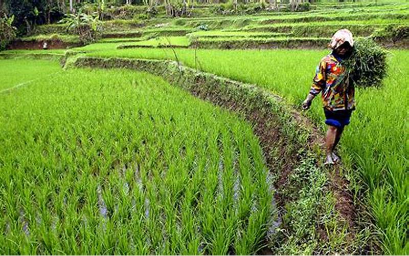 Sektor Pertanian Indonesia