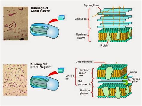 Sel Bakteri Sama Seperti Sel Tumbuhan Karena Memiliki Dinding Sel