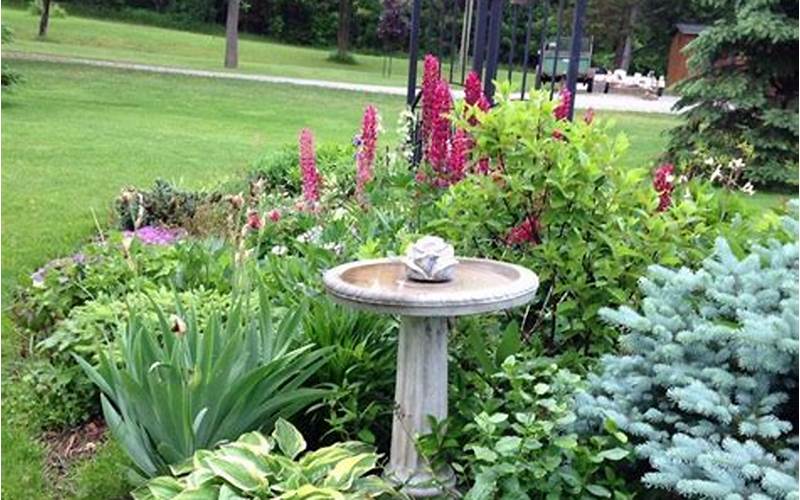 Selecting Plants For Bird Bath