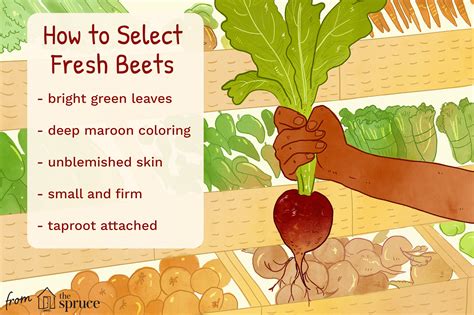 Selecting Fresh Beets