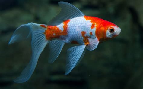 Selecting the Ideal Fish for Pine Nut Crusted Fish Recipe with Indigenous Flavors