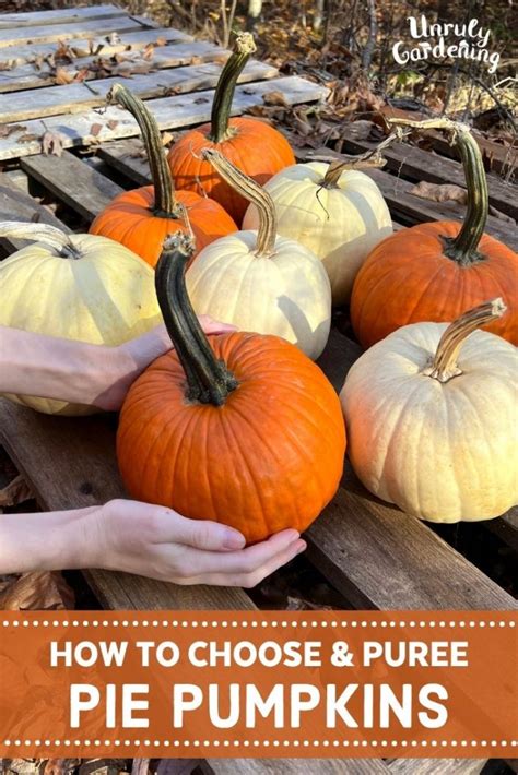 Selecting the Perfect Sugar Pumpkin for Hidatsa Stuffed Sugar Pumpkin Recipe
