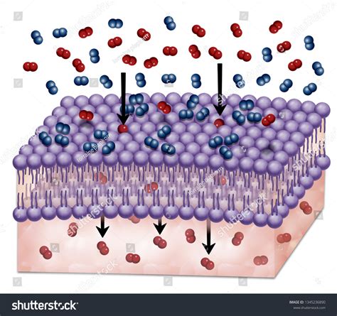 Understanding Selectively Permeable Membrane: The Essential Definition