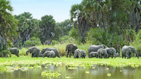 Selous Game Reserve Landscape