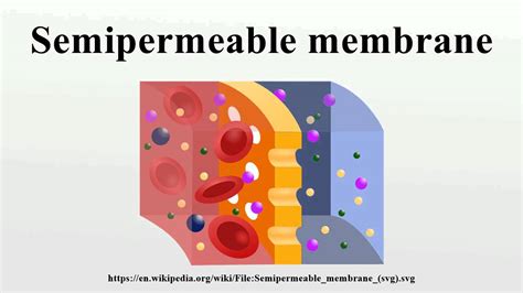 The Fascinating World of Semi-Permeable Membranes: Understanding the Definition and Role in Biology