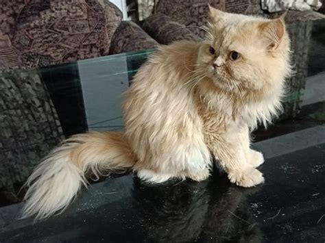 Semi Punch Persian Cat