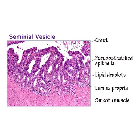 Seminal vesicle Normal Histology NUS Pathweb