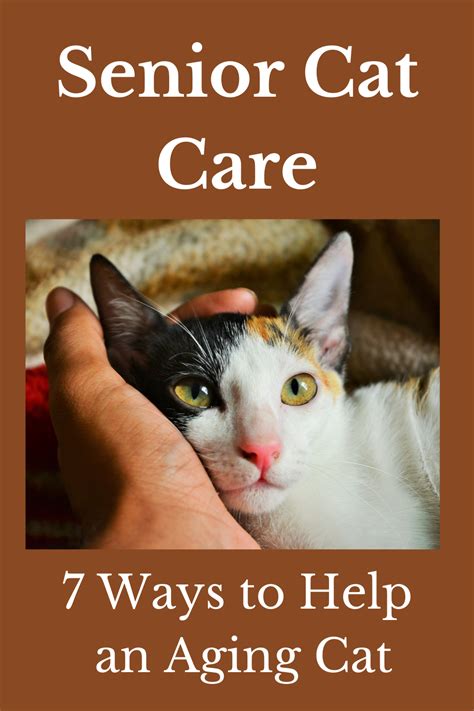 50. Caring for the Aging Cat - gambar tajam tapi ringan menggunakan trik dari weserv.nl API lengkapi dengan source image domain