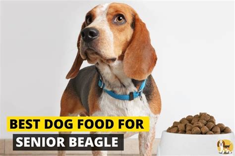 Senior Beagle Food