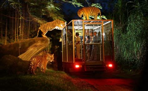 Sensasi Malam di Kebun Binatang