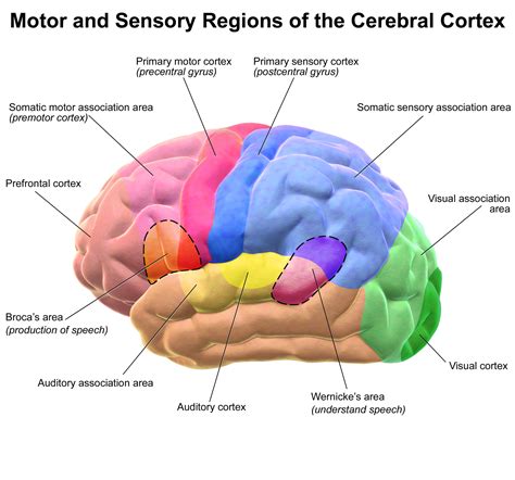 Sensory And Motor Cortical Areas motorcyclepict.co