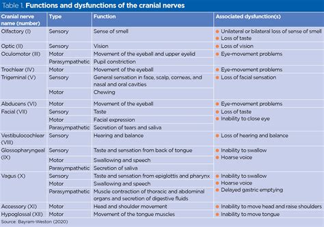 Sensory Nerves: Function, Disorders & Relief